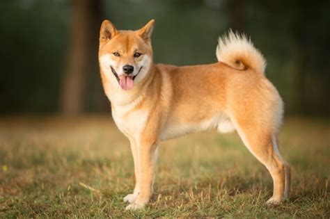 How Much Does It Cost To Adopt A Shiba Inu