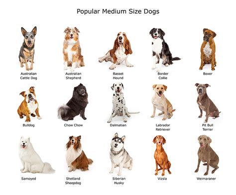 Medium Dog Breeds | Choosing The Right Dog For You | Dogs | Guide