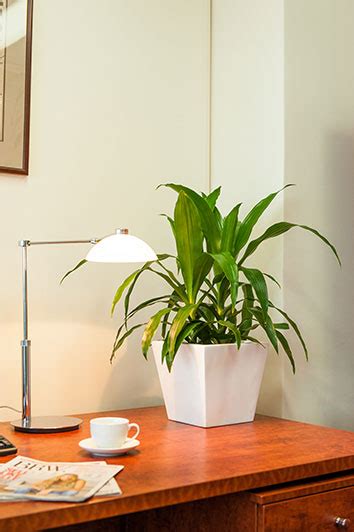 Desk Plants | Osborne Plant Service