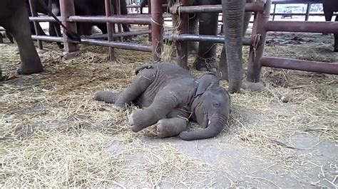 Sleepy baby elephant - YouTube