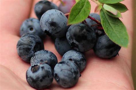 13 Scientifically Proven Health Benefits of Maqui Berry - How To Ripe