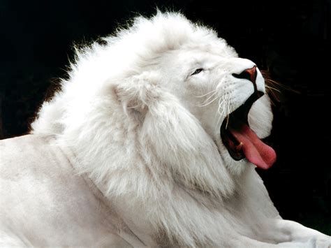 TYWKIWDBI ("Tai-Wiki-Widbee"): White lion. And a giraffe.