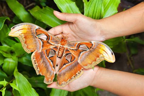 The 10 Largest Moths in the World - A-Z Animals