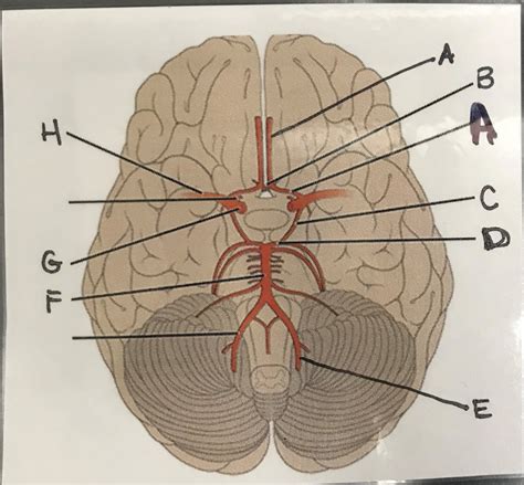 Cerebral Circulation Diagram | Quizlet