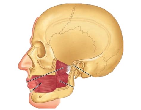 mandible muscles Quiz