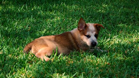 "Red" - my dad's new red heeler | Donnie Ray Jones | Flickr