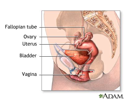 Normal female anatomy: MedlinePlus Medical Encyclopedia Image