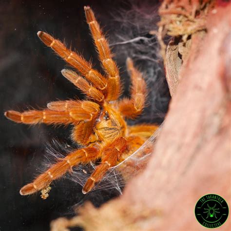 Orange Baboon Tarantula (Pterinochilus murinus) Care — The Tarantula Collective