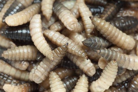 How Can Maggots Save Limbs?