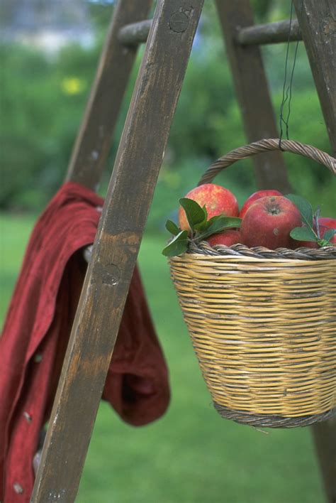 Harvesting apples: how to pick and store apples, with expert tips from Monty Don | GardeningEtc