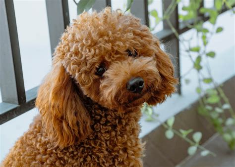 5 Best Hypoallergenic Dog Breeds, According To Canine Experts