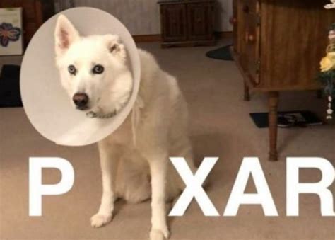 The 157 Best Dog Memes (Pawsitively Pawsome!) - DogsRealty.com