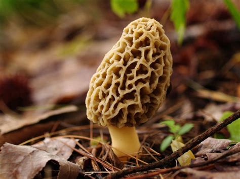 The 30 Best Ideas for Morel Mushrooms Picture - Best Recipes Ideas and Collections