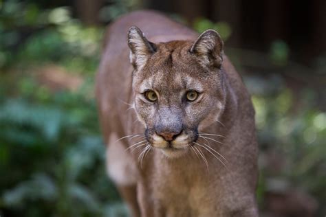 Cougars - WildCat Ridge Sanctuary