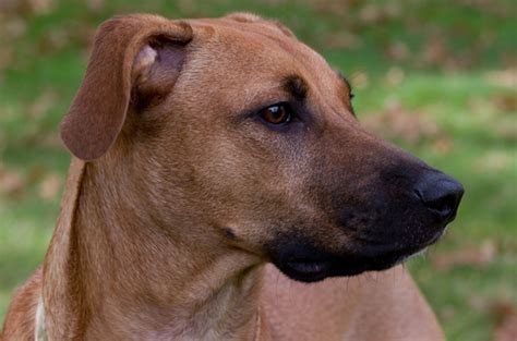 Black Mouth Cur - Temperament, Lifespan, Shedding, Puppy