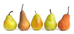 Asian and European Pears Share Ancestry - The FruitGuys