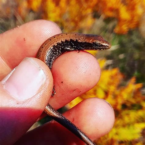 Juvenile northern alligator lizard : herpetology