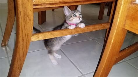 Super Cute Foster Kittens Playing Under the Table - 7 Weeks Old - YouTube