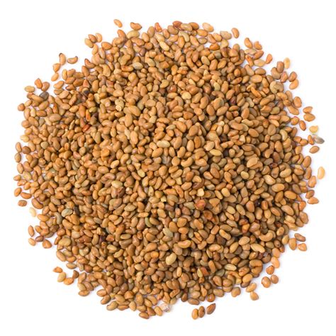 Alfalfa Seeds for Sprouting Buy in Bulk from Food to Live