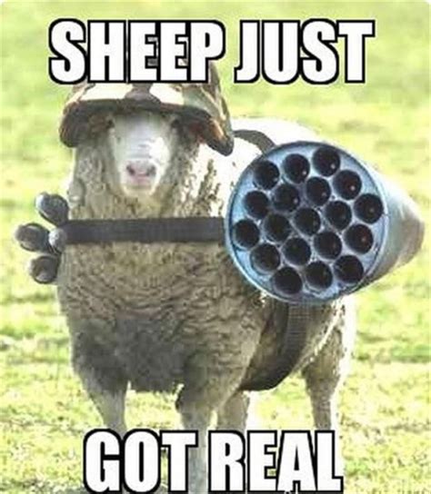 56 best Sheep fun images on Pinterest | Sheep, Funny pics and Funny stuff