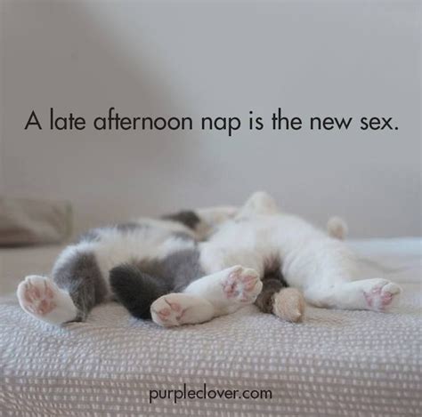 Pin on Words of Wisdom, Truth, & Some Nonsense | Naps funny, Cats and kittens, Nap