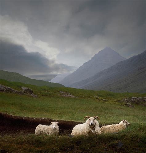 Icelandic Sheep In Pasture by Ed Freeman