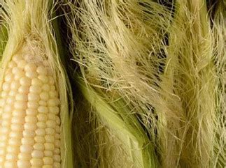 What Is Fabric Made With Corn? | Eco World