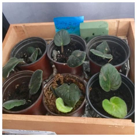 Propagation of African Violets | African violets, African, Seeds