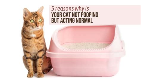 5 Reasons Why Is Your Cat Not Pooping But Acting Normal