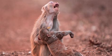 This Photo of a Monkey Crying Out Over Her Sick Son Is What a Mother's Love Is All About