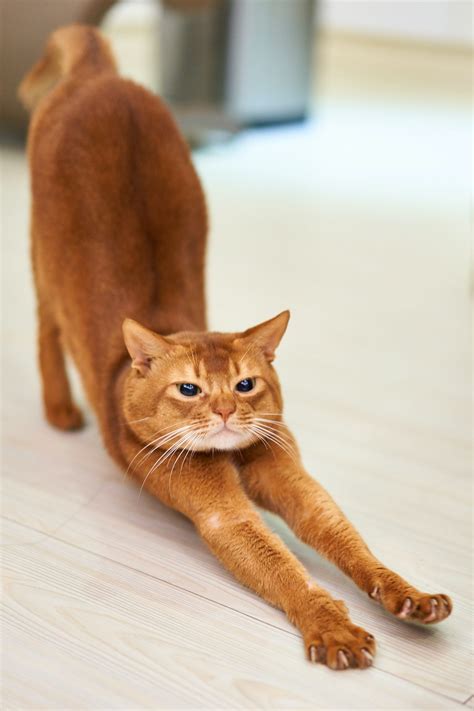 Cat Stretch- Mastering the Benefits of Stretching- WeStretch