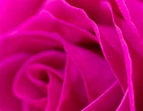 Download Close-Up Of Magenta Rose Wallpaper | Wallpapers.com