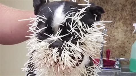 Poor Pups! Porcupine leaves Texas dogs with face full of quills | abc13.com