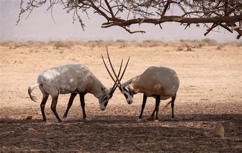 Sharjah Safari Park | Wildlife Explored