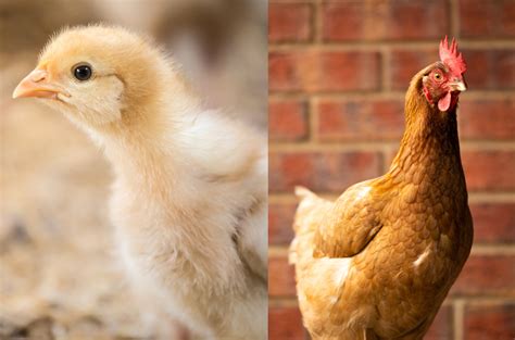 The 25 Best Chicken Breeds That Lay Brown Eggs - Idie's Farm