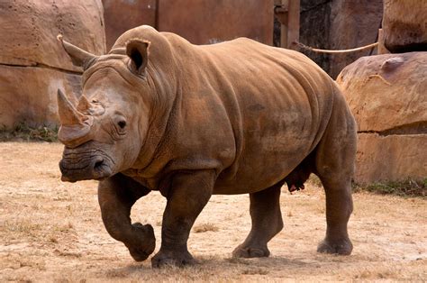 Big Rhino Photograph by Tito Santiago