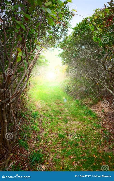 Sunrise forest path stock photo. Image of outdoors, landscape - 16644242