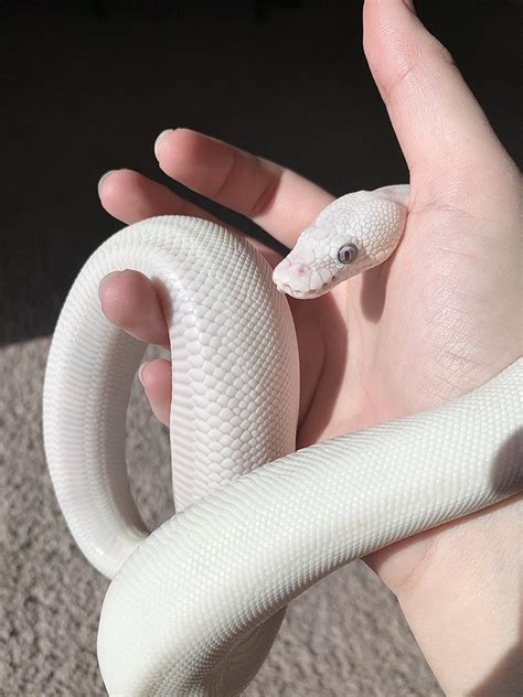 Leucistic Ball Python