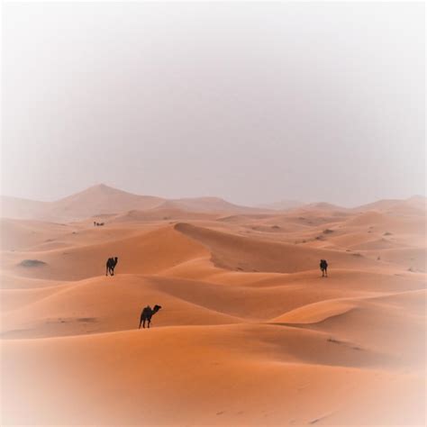 Premium Photo | Sandstorm