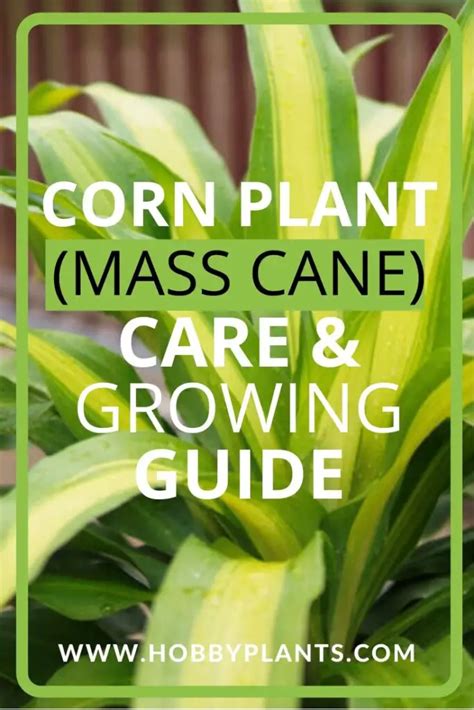 Corn Plant (Dracaena fragrans) Care & Growing Guide