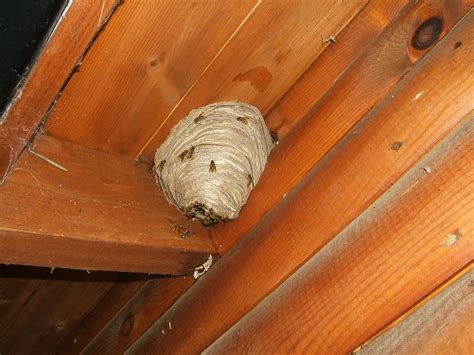 Wasp nest removal - Nature in Balance Pest Control