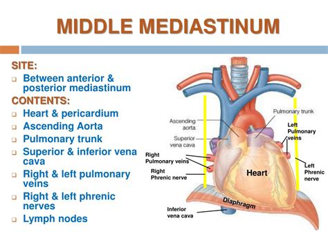 PPT - THE mediastinum PowerPoint Presentation, free download - ID:2491528