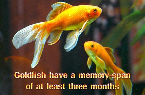 Interesting Facts About Gold Fish | Did You Know Pets - Part 11