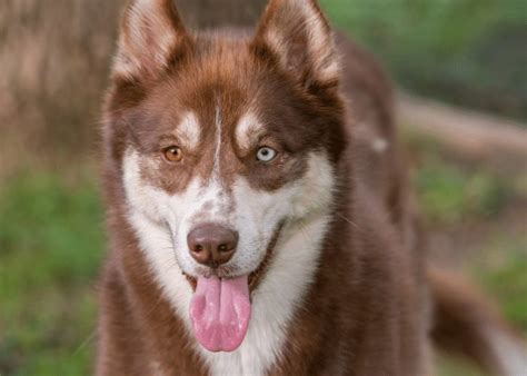 Brown Husky - Breed Profile & Information