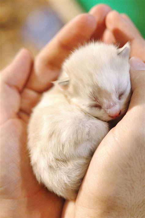 Sweet Baby Cat Images