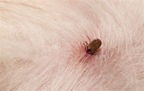 Ticks | Pest Control | Pestmaster®