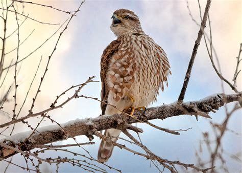 Merlin's Falcon on Behance