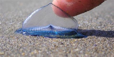 Thousands Of Blue Sea Creatures Called Velella Velellas Wash Ashore In California (PHOTOS ...