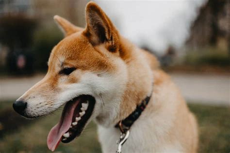 Shiba inu: Dog breed characteristics, care & pictures