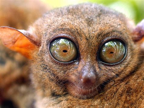 🔥 Tarsier eyes are incredible : r/NatureIsFuckingLit